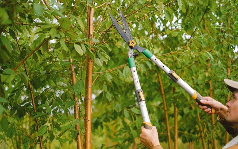 Tree trimming in Richfield, UT